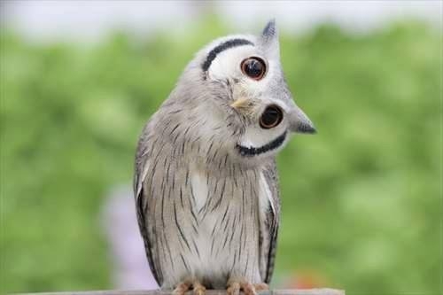 個人的に見るとなぜか元気が出てくる画像を貼るトピ