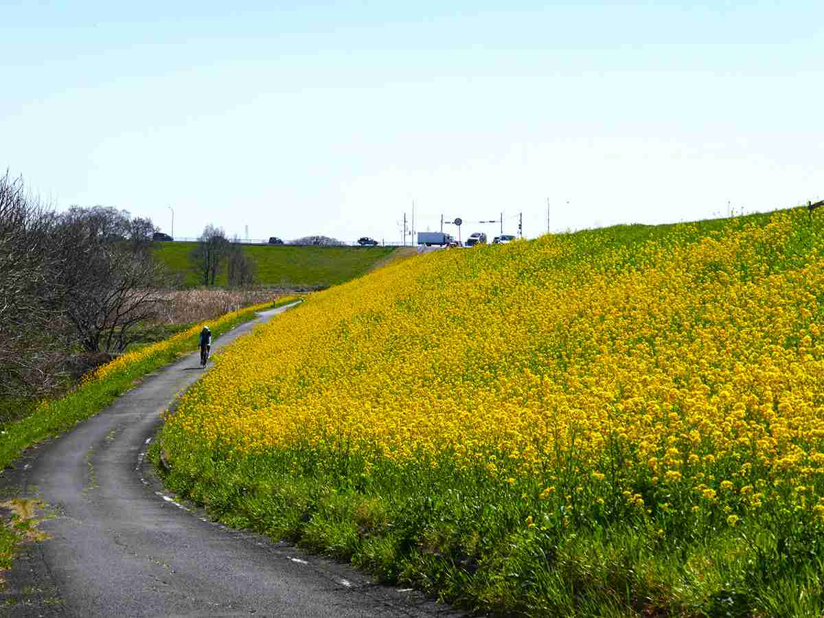 人気のサイクリングロードで自転車同士が正面衝突 62歳男性が死亡 ヘルメット着用しておらず 京田辺市