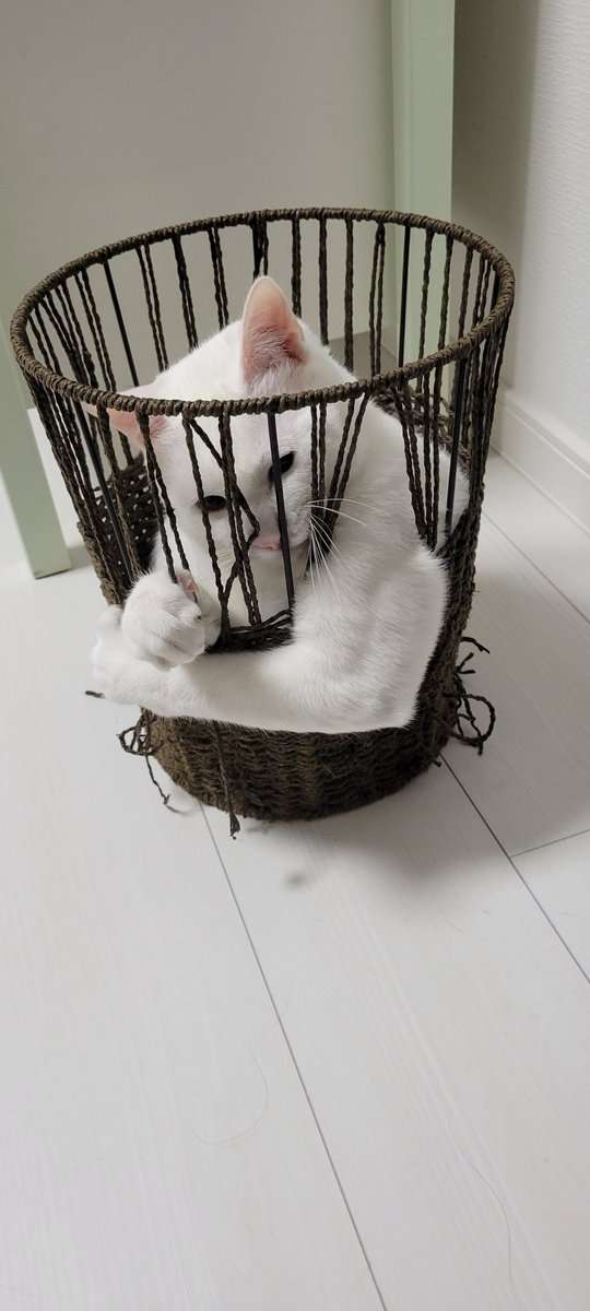 みなさんのお家のペットを有名人に例えると誰に似てる？