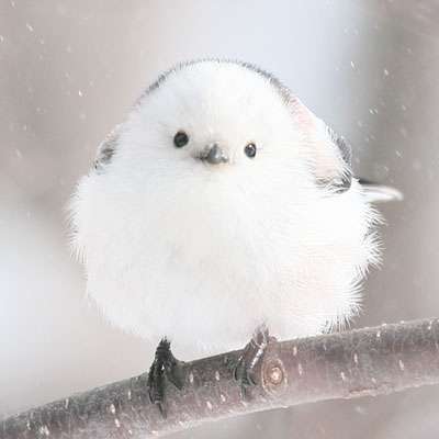 この世で一番かわいいと思うもの