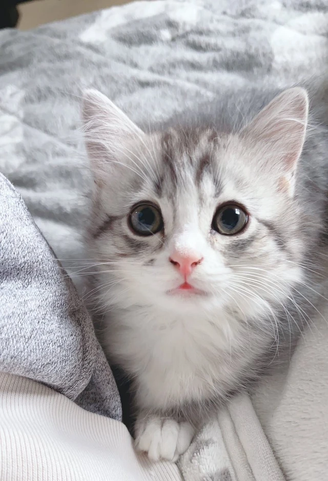 この世で一番かわいいと思うもの