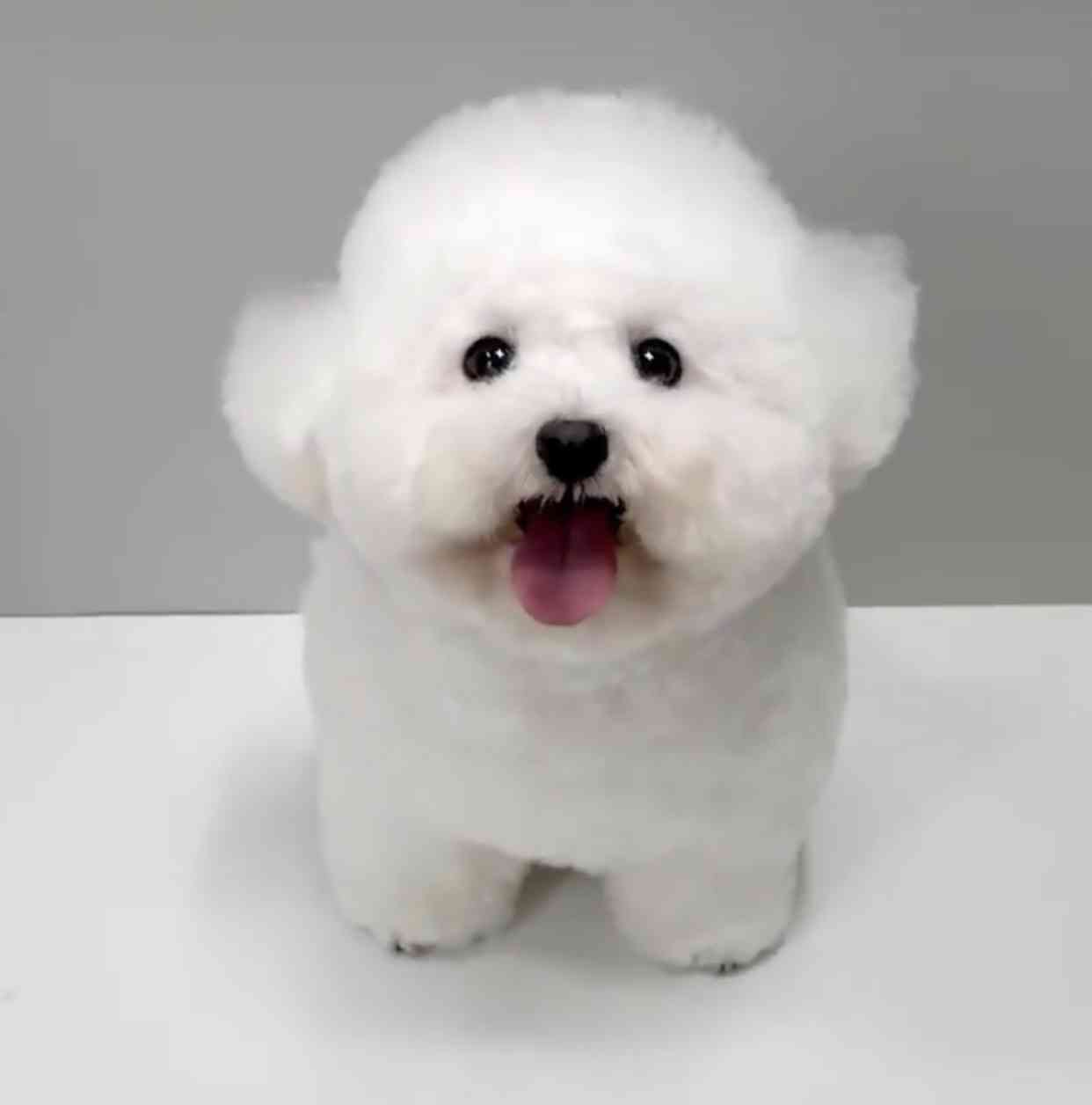 この世で一番かわいいと思うもの