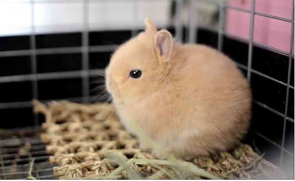 この世で一番かわいいと思うもの