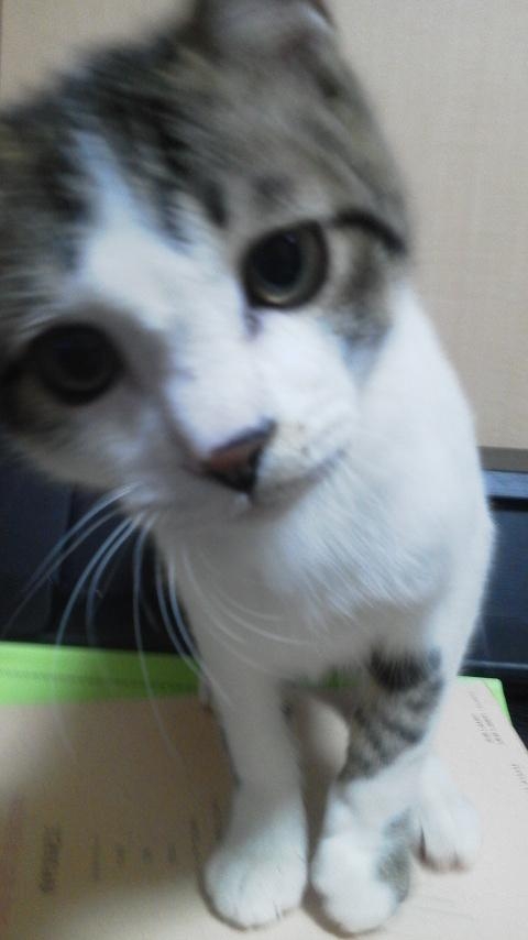 この世で一番かわいいと思うもの