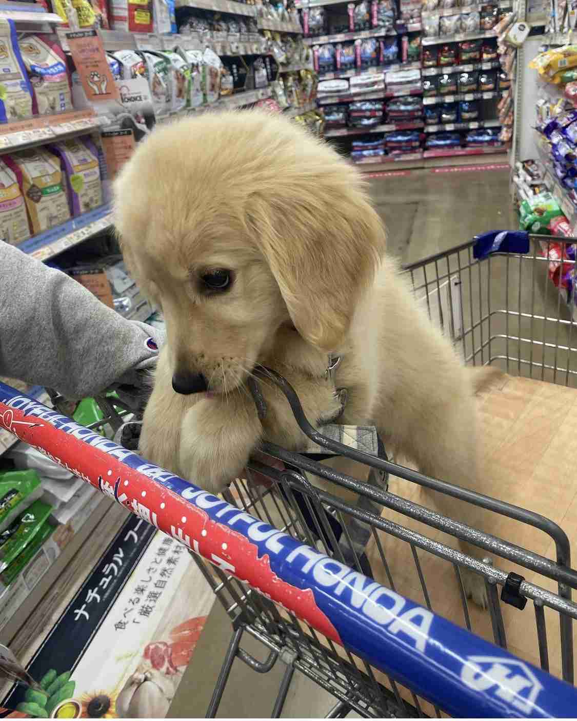 この世で一番かわいいと思うもの