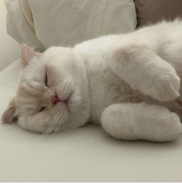 この世で一番かわいいと思うもの