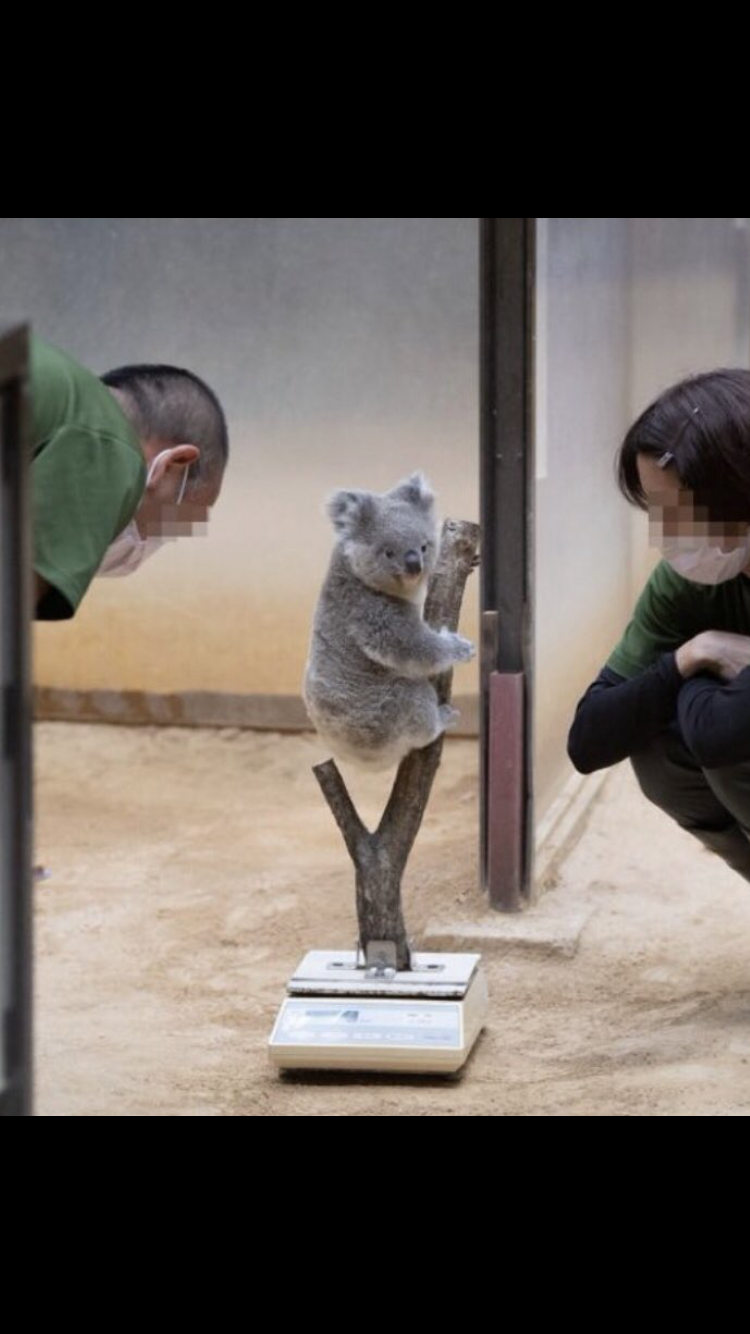 この世で一番かわいいと思うもの
