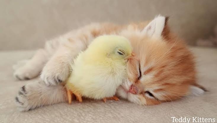 この世で一番かわいいと思うもの