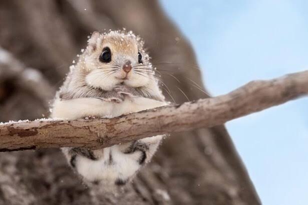 この世で一番かわいいと思うもの
