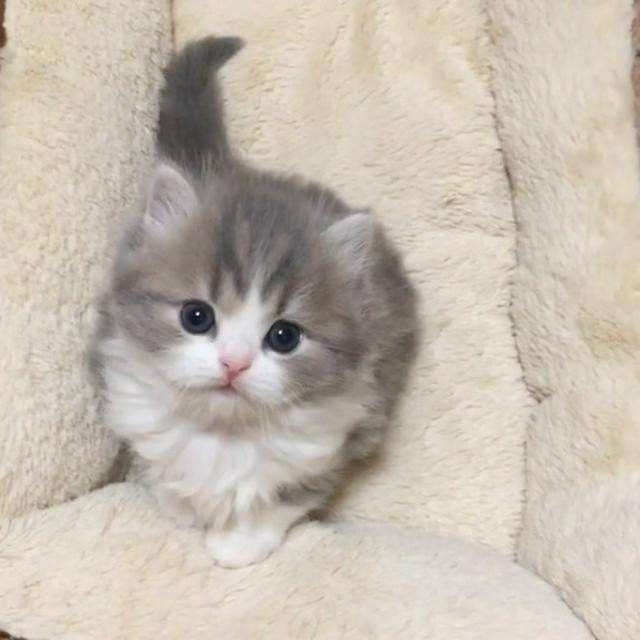 この世で一番かわいいと思うもの