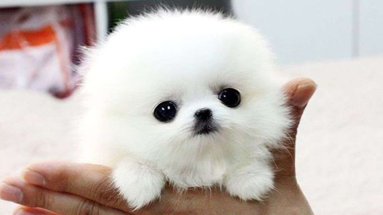 この世で一番かわいいと思うもの