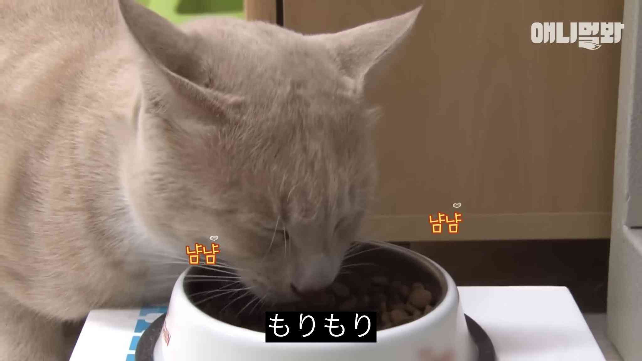 ガルちゃんで画像（サイト）を貼り付ける方法＆練習Part35