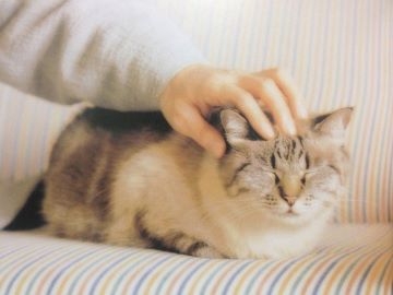 ガルちゃんで画像（サイト）を貼り付ける方法＆練習Part35