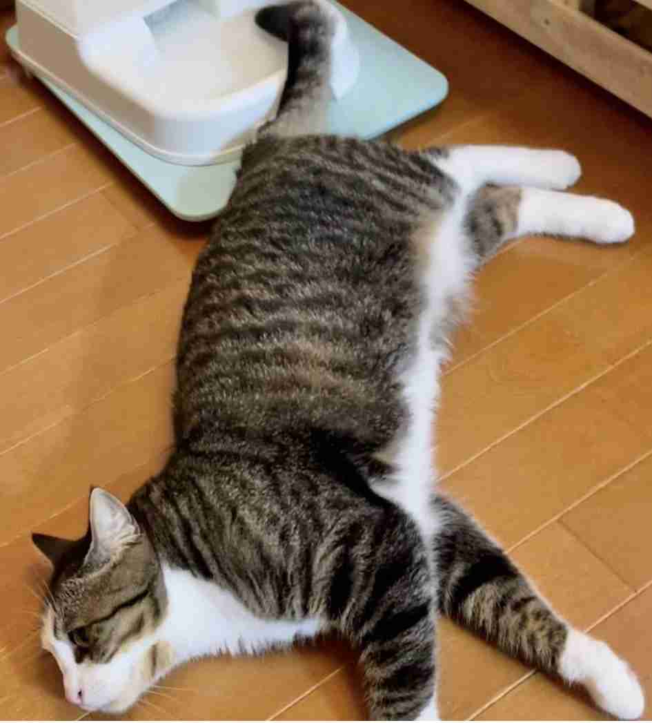 ガルちゃんで画像（サイト）を貼り付ける方法＆練習Part35