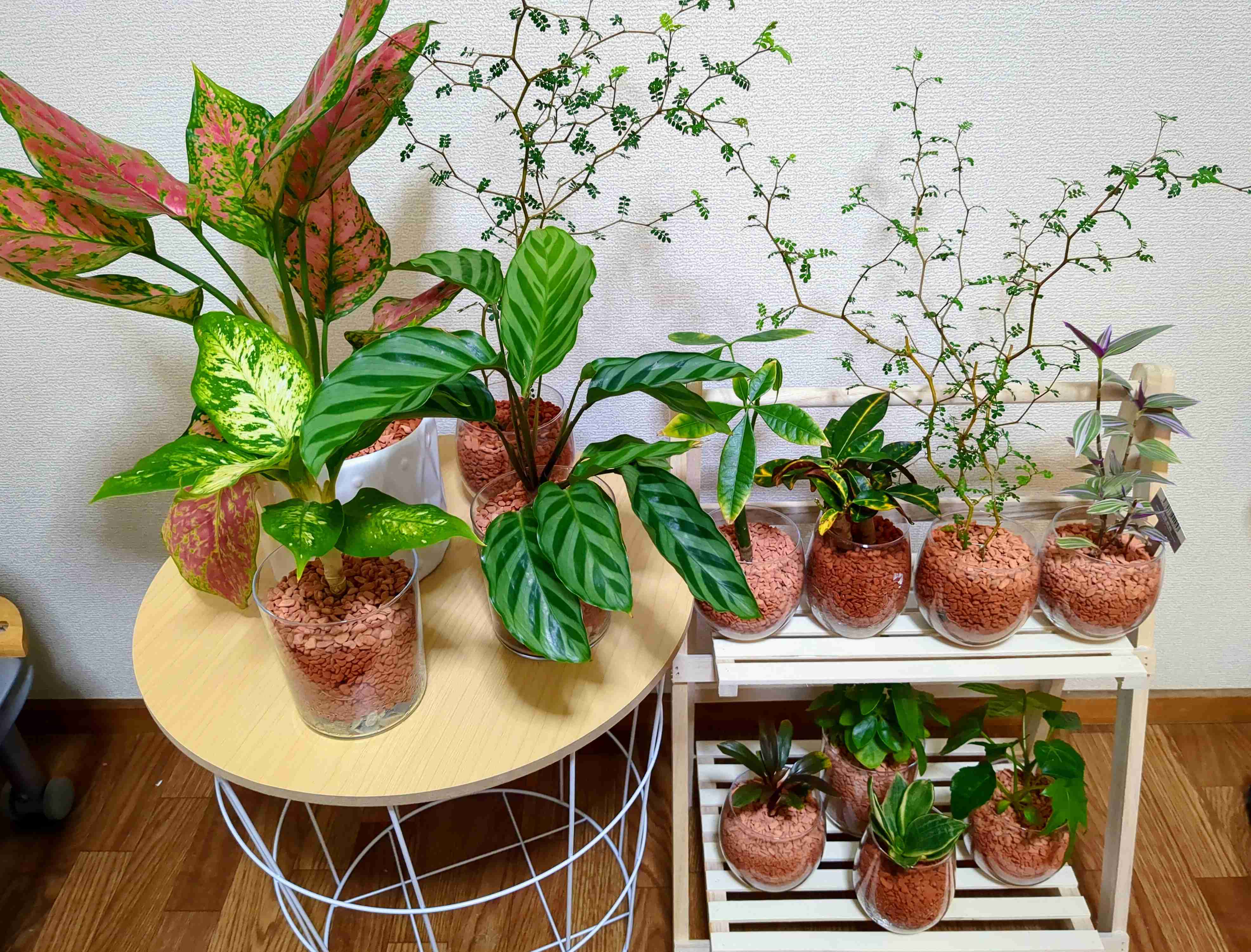 観葉植物を見せてください🌿Part4