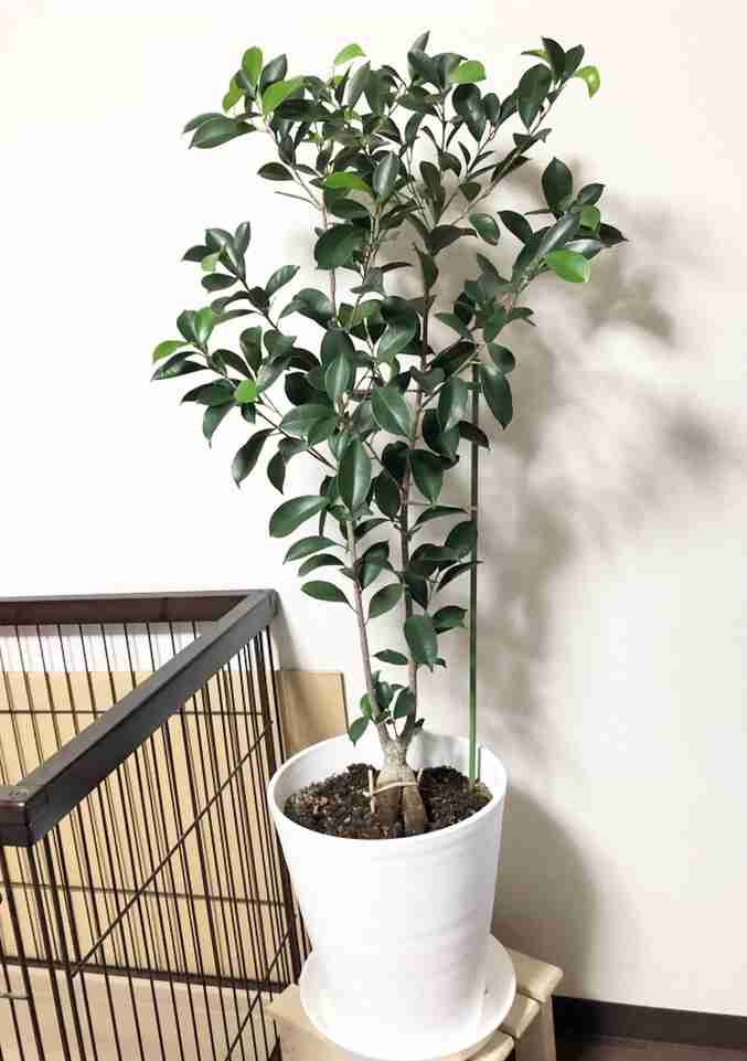 観葉植物を見せてください🌿Part4