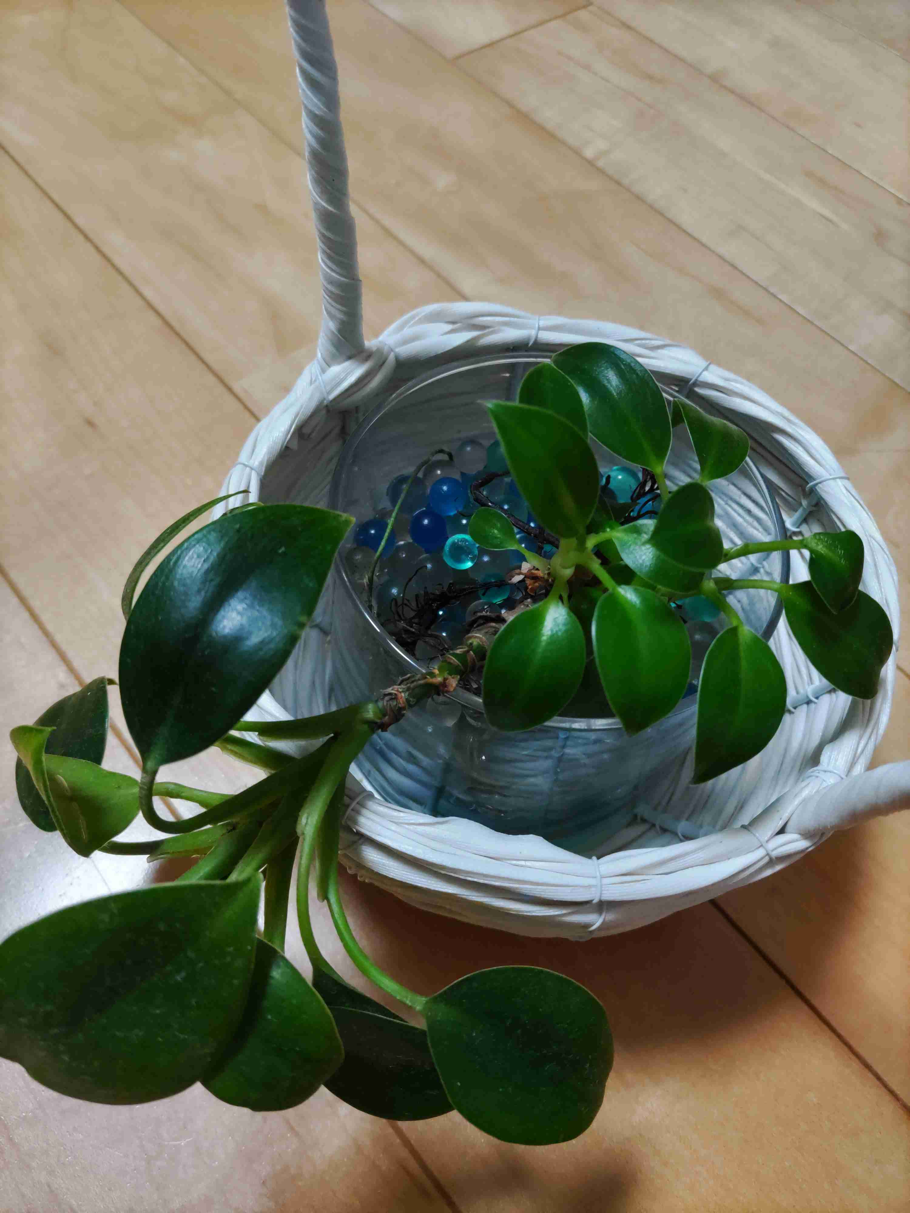 観葉植物を見せてください🌿Part4