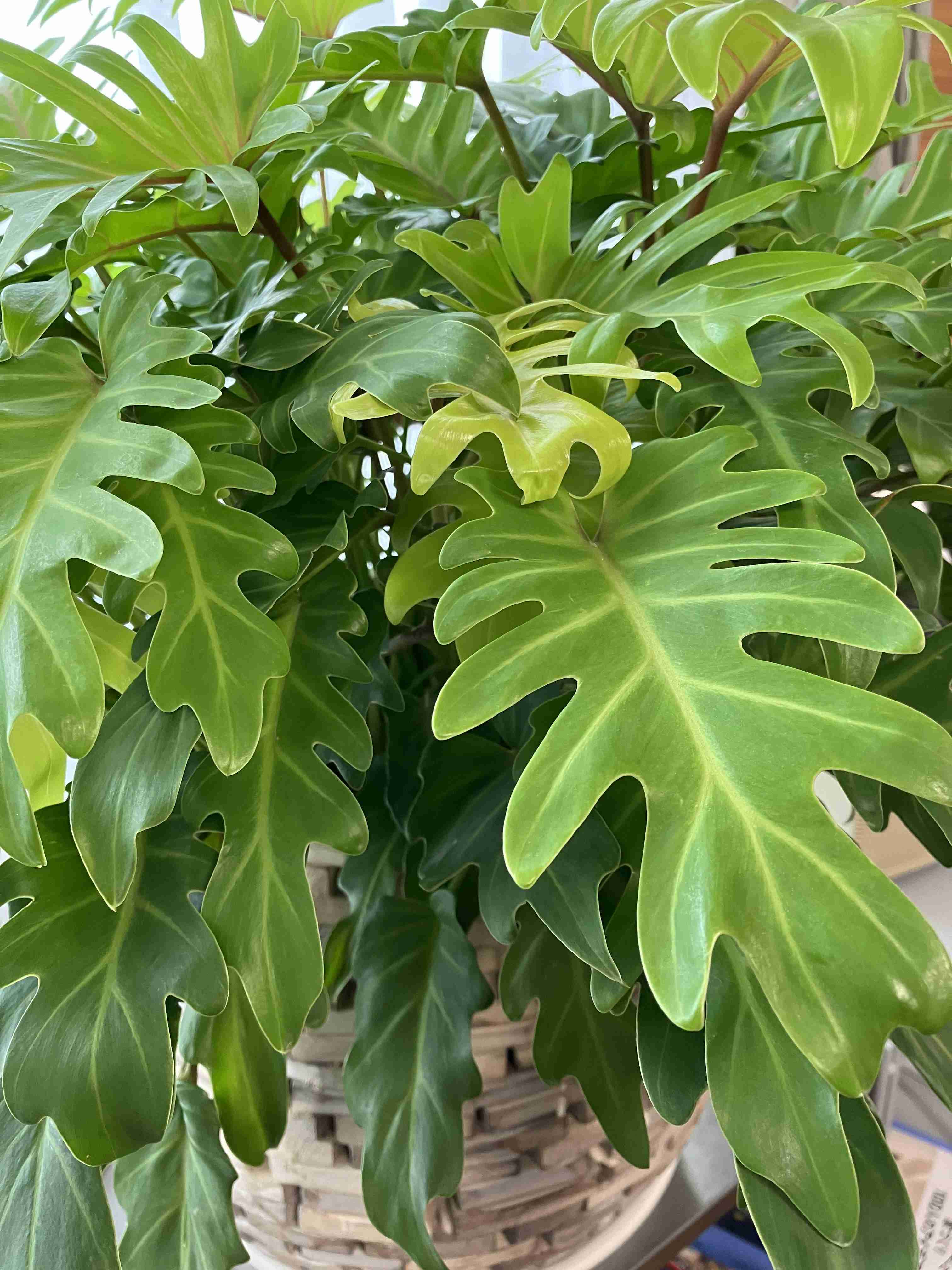 観葉植物を見せてください🌿Part4