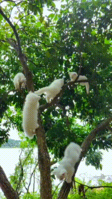 観葉植物を見せてください🌿Part4