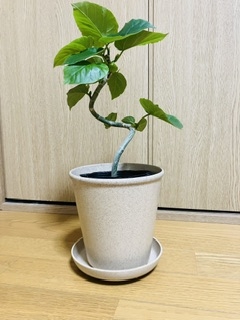 観葉植物を見せてください🌿Part4
