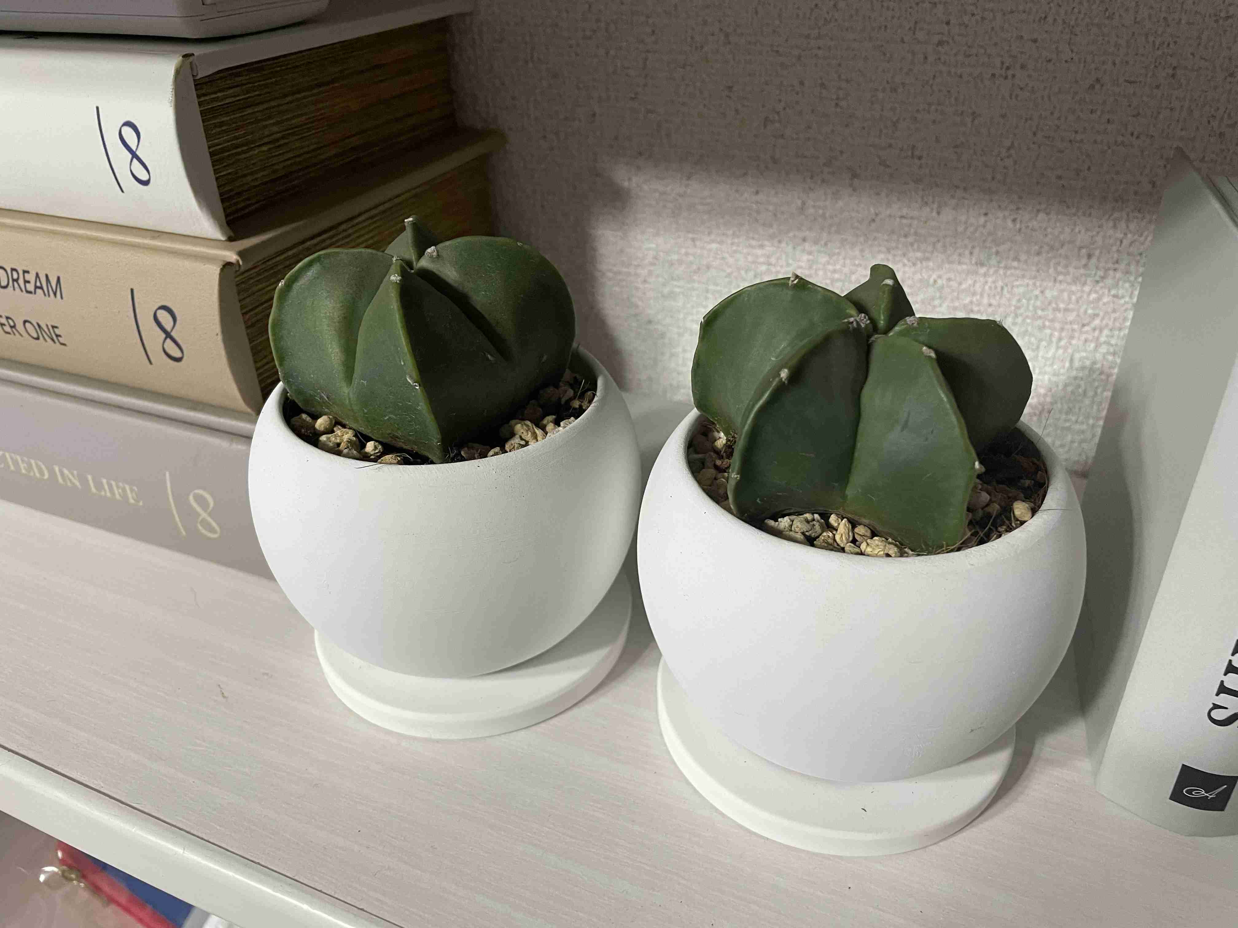 観葉植物を見せてください🌿Part4