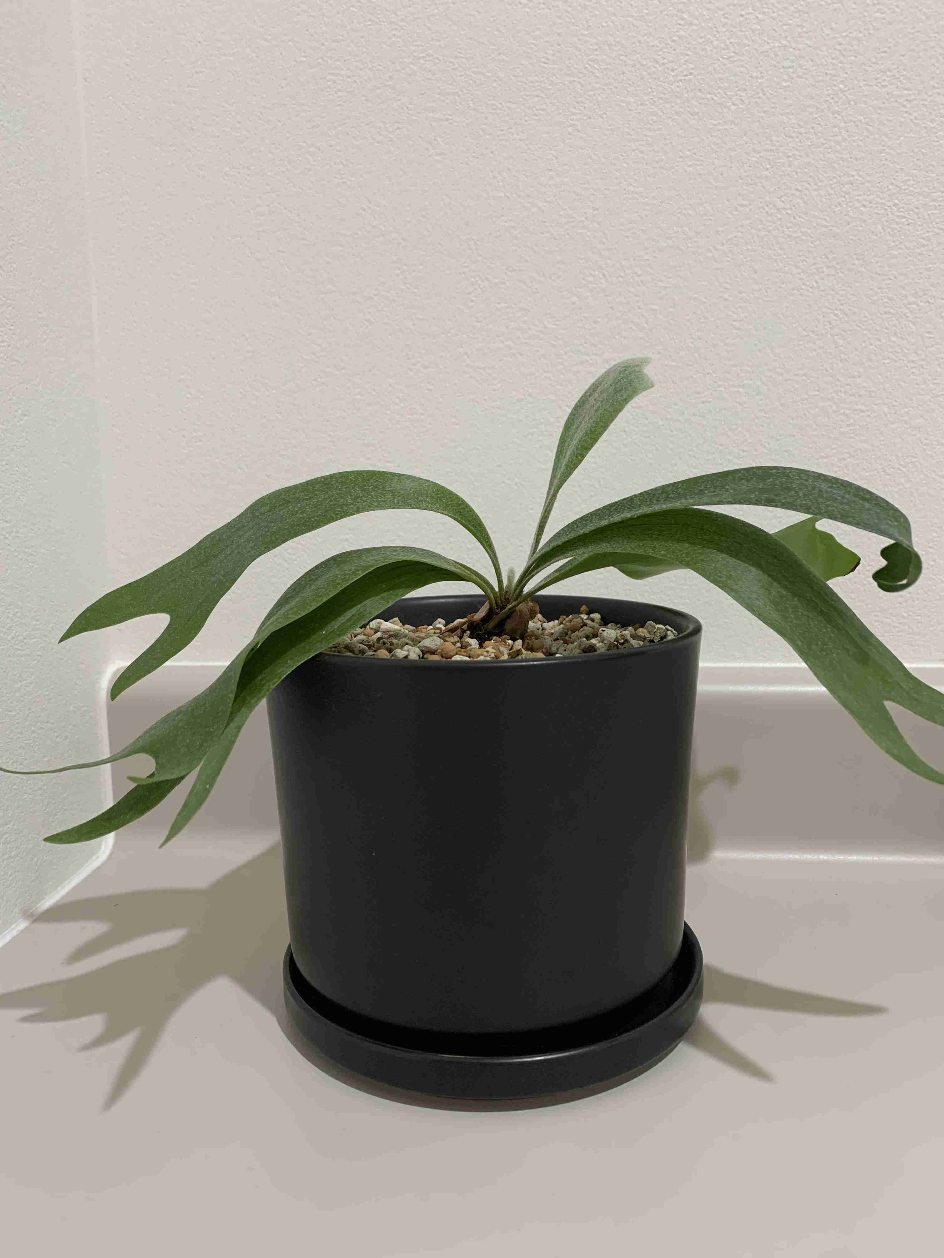 観葉植物を見せてください🌿Part4