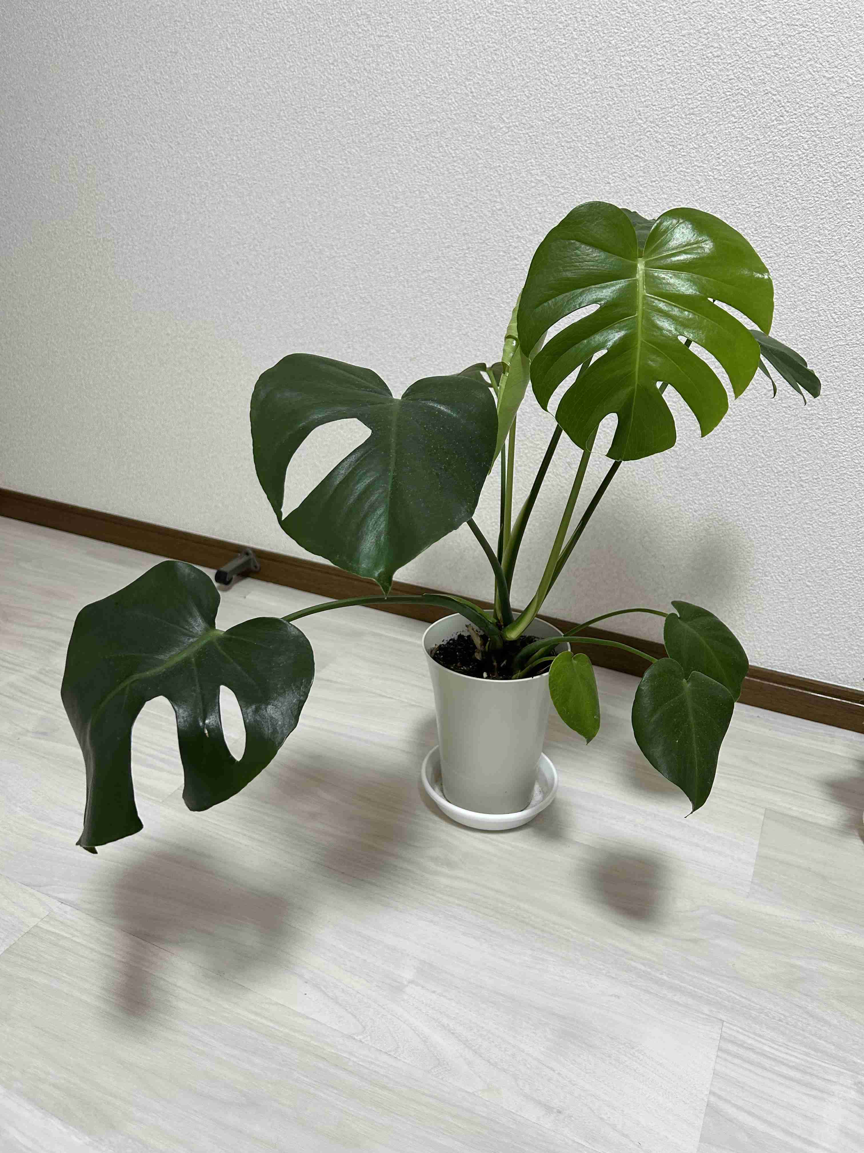 観葉植物を見せてください🌿Part4