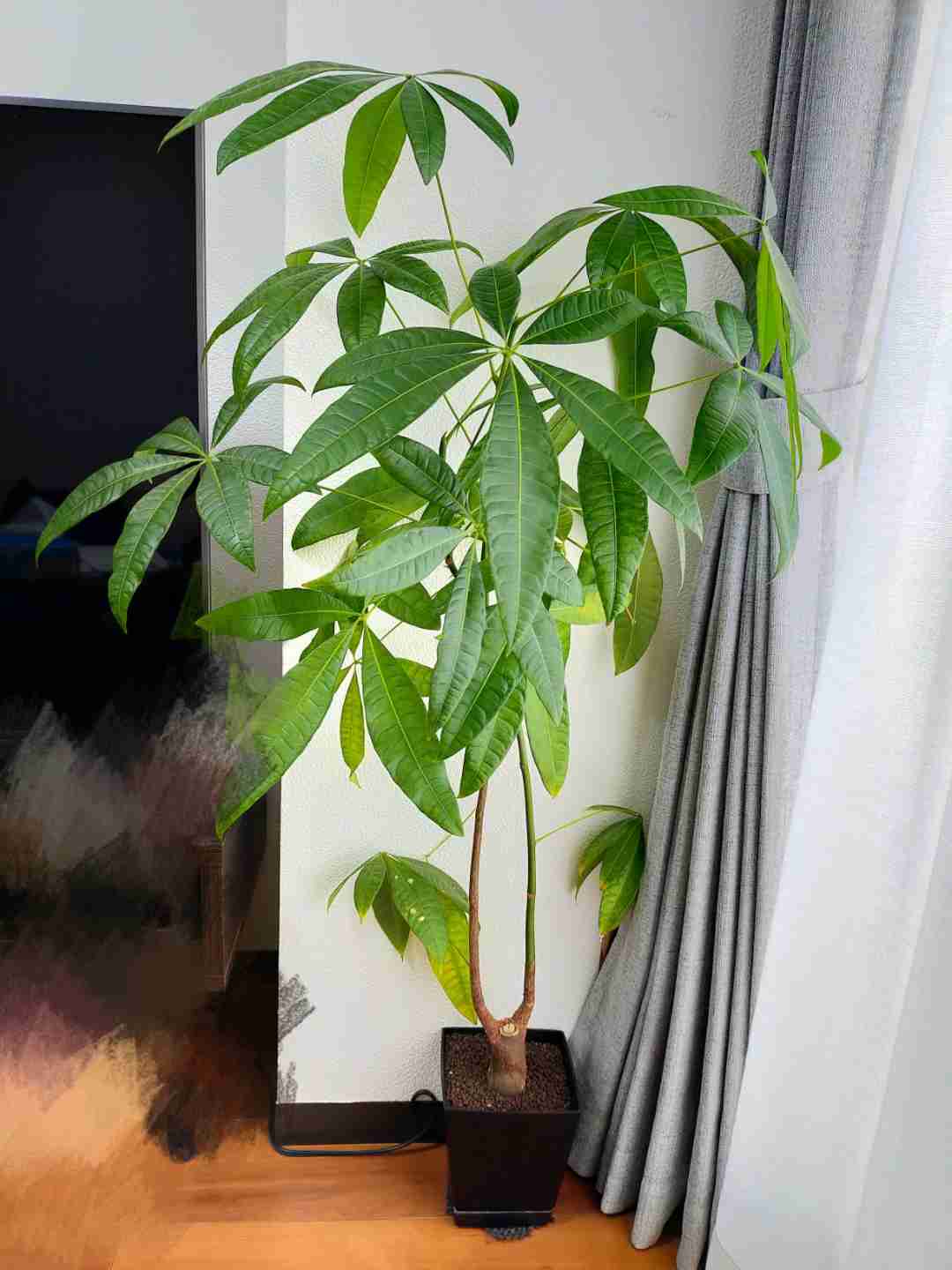 観葉植物を見せてください🌿Part4