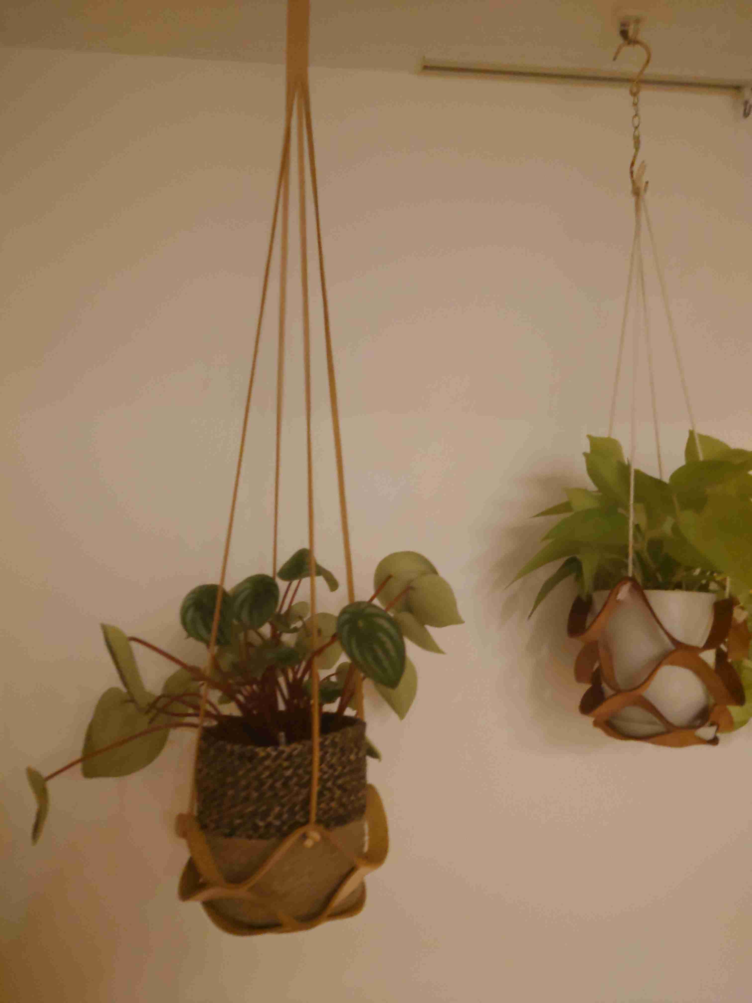 観葉植物を見せてください🌿Part4