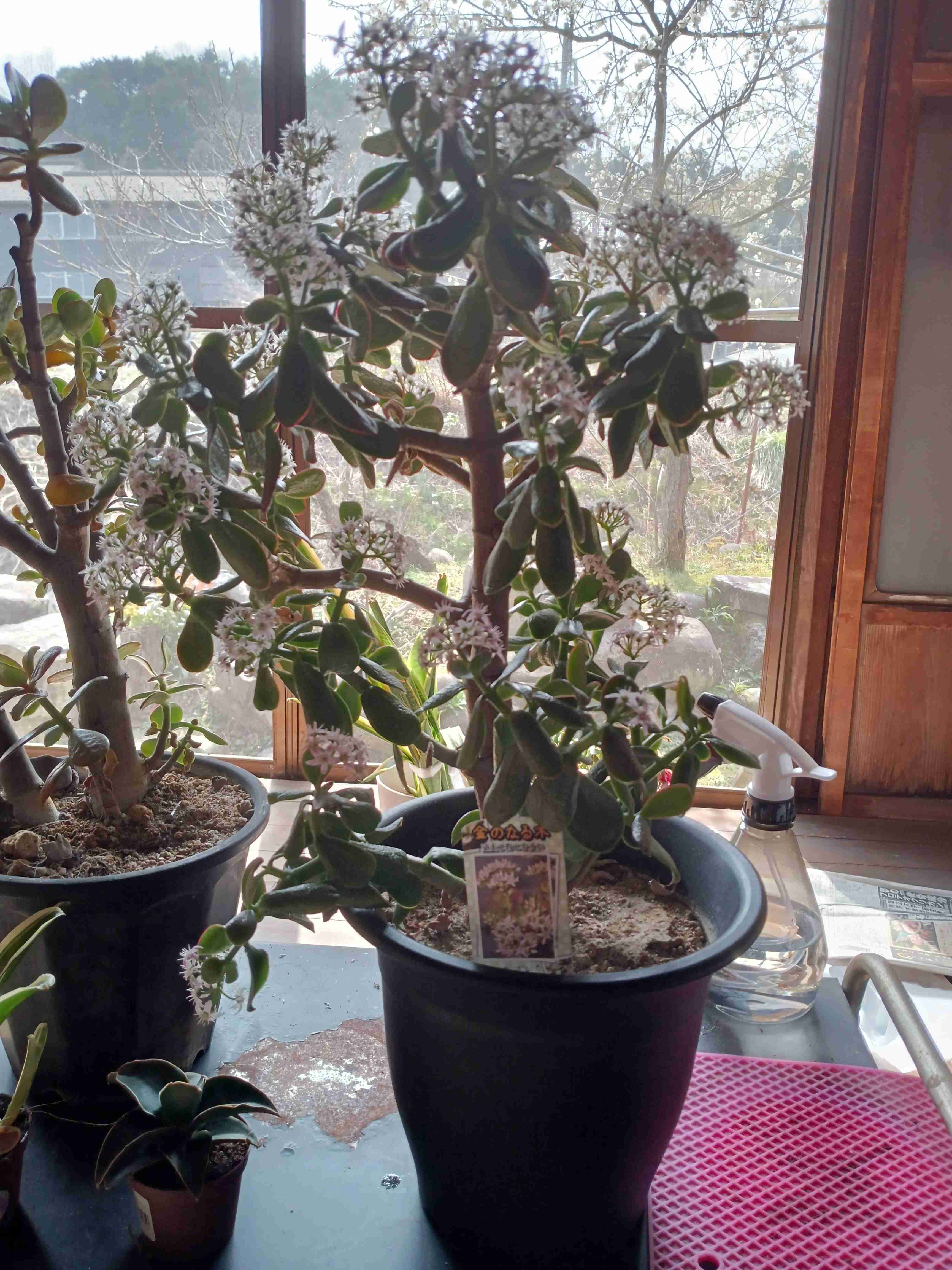 観葉植物を見せてください🌿Part4