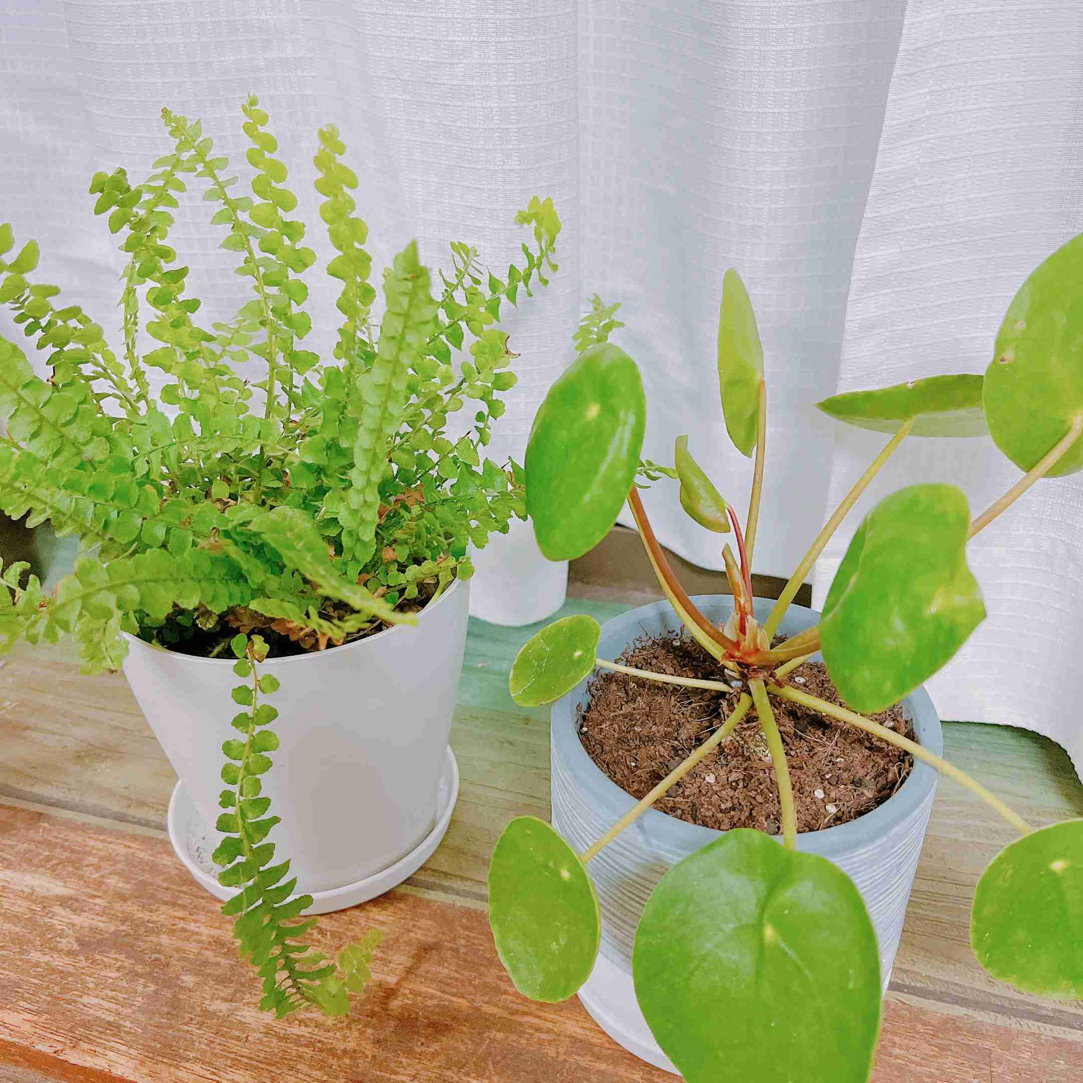観葉植物を見せてください🌿Part4