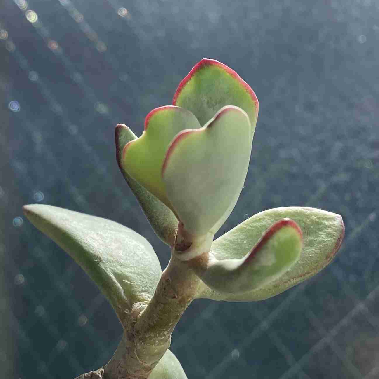 観葉植物を見せてください🌿Part4