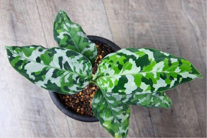 観葉植物を見せてください🌿Part4