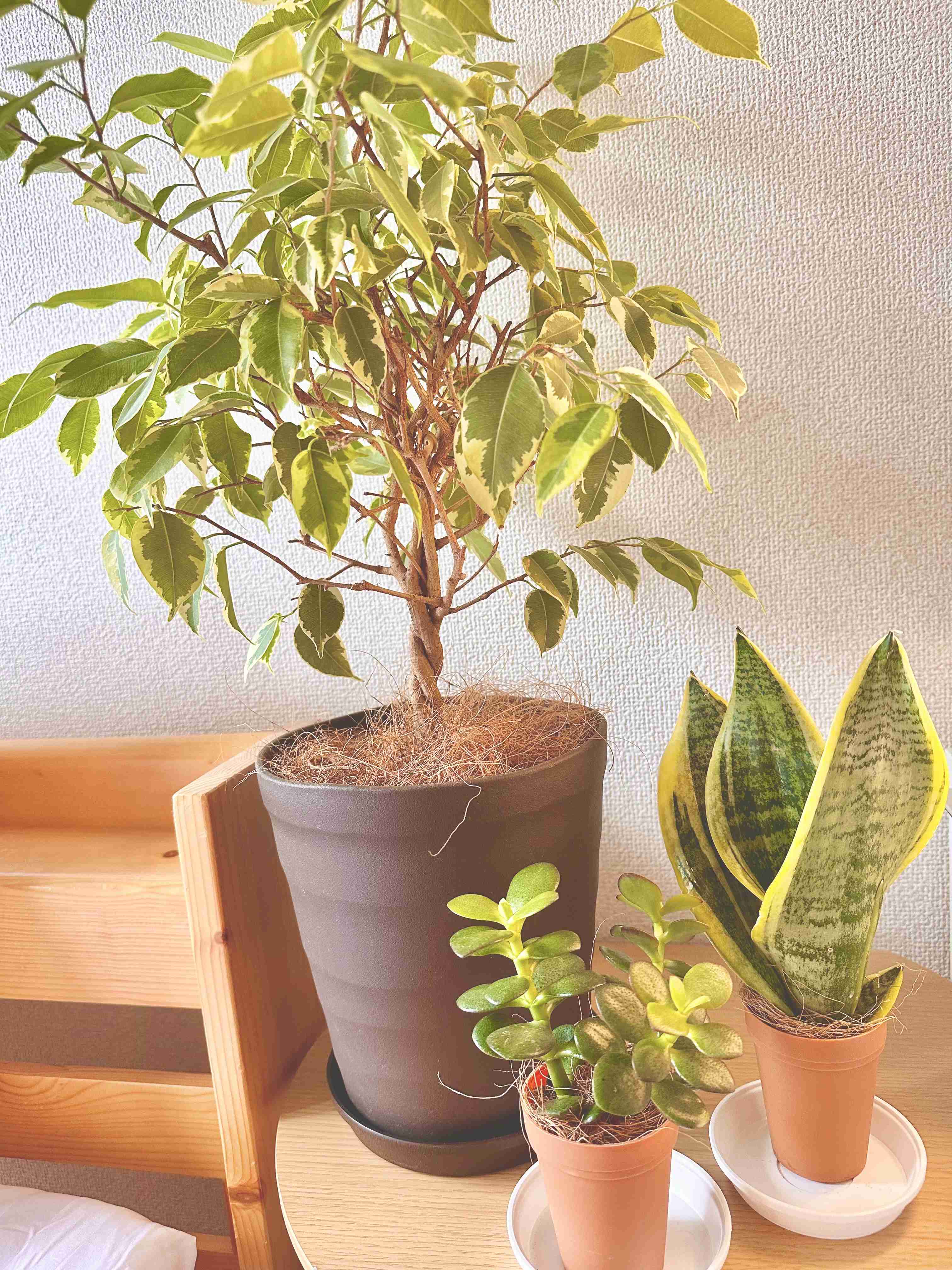 観葉植物を見せてください🌿Part4
