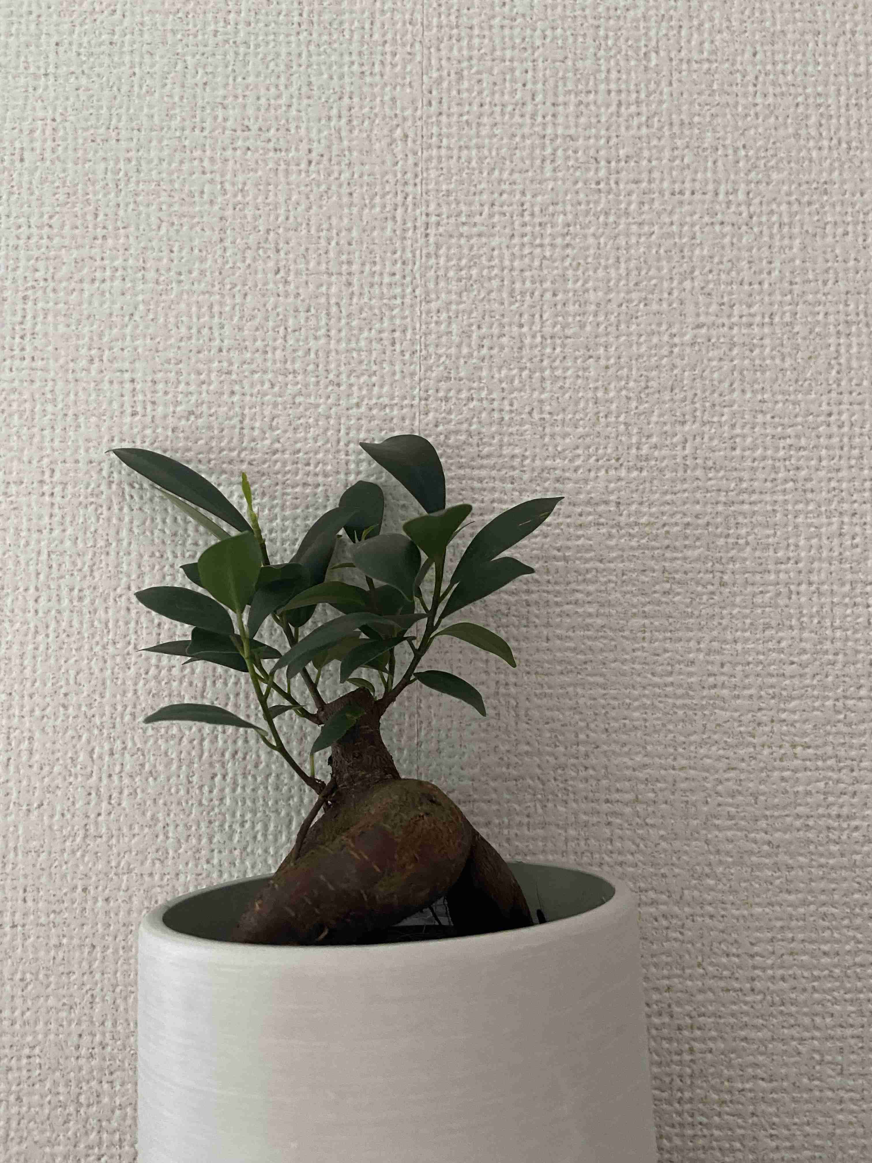 観葉植物を見せてください🌿Part4