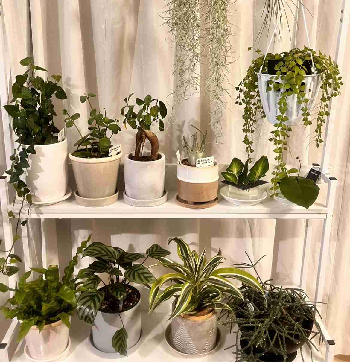 観葉植物を見せてください🌿Part4