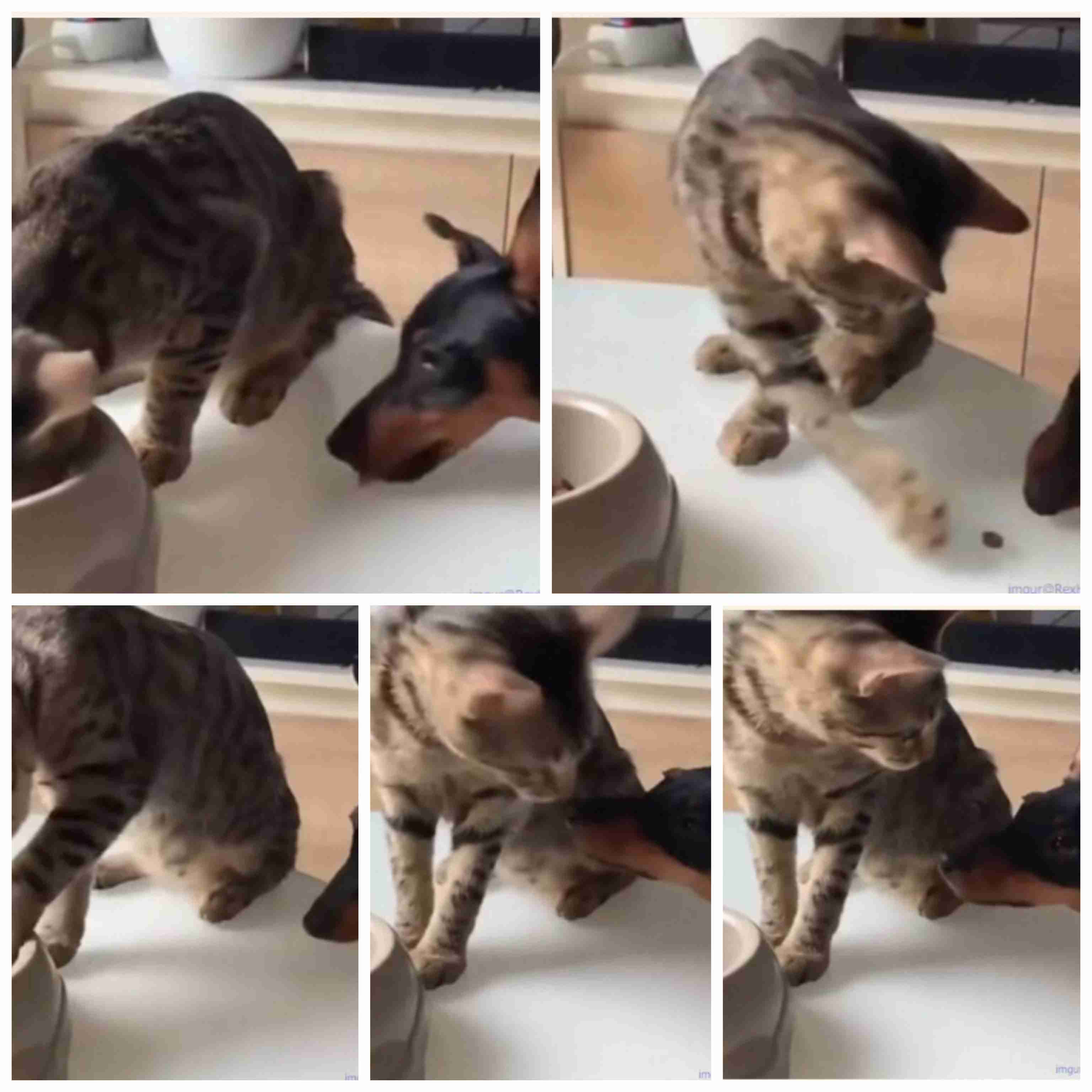 猫にありがちなこと