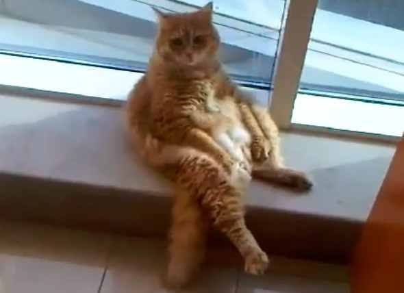 猫にありがちなこと