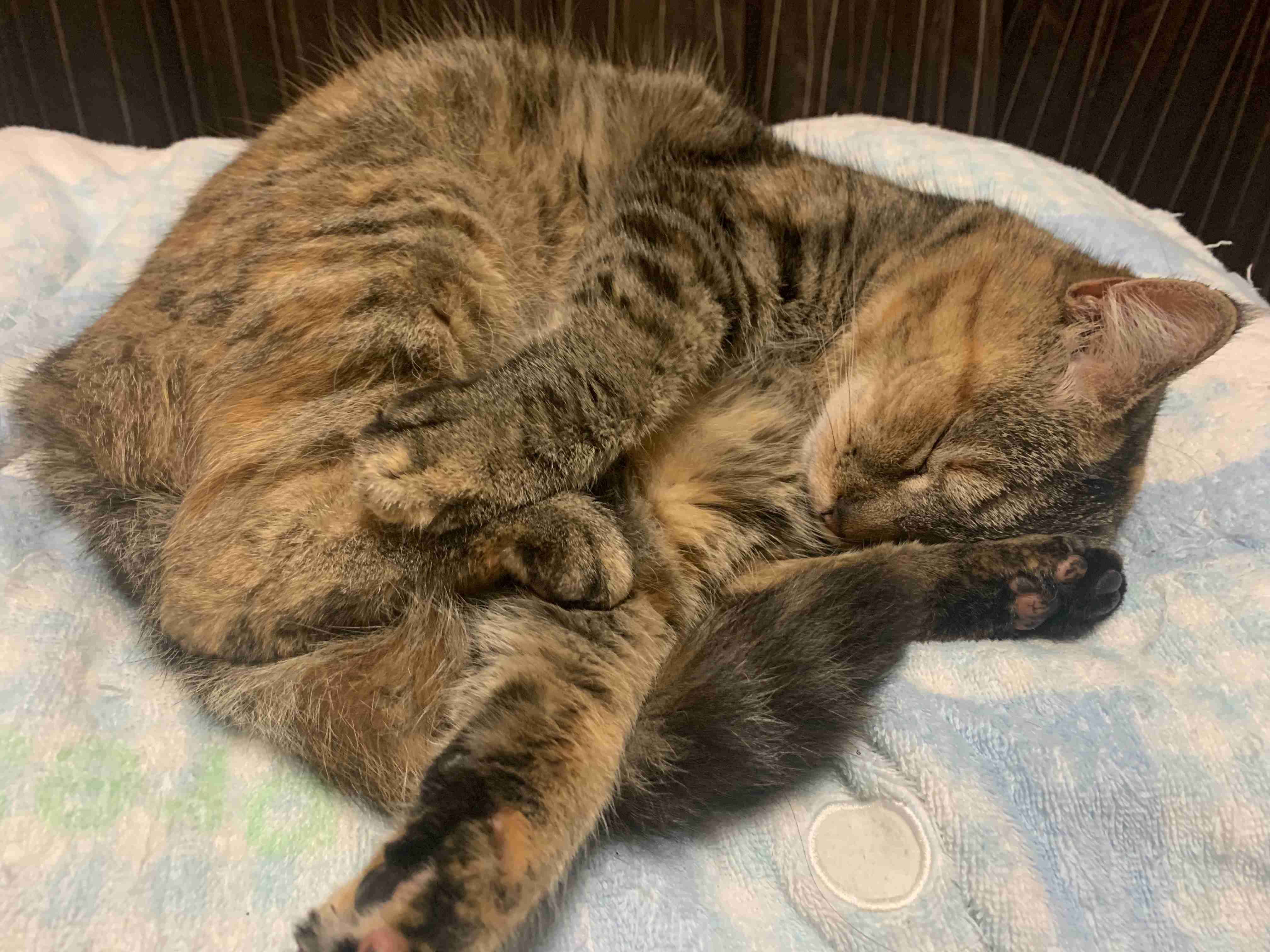 猫にありがちなこと