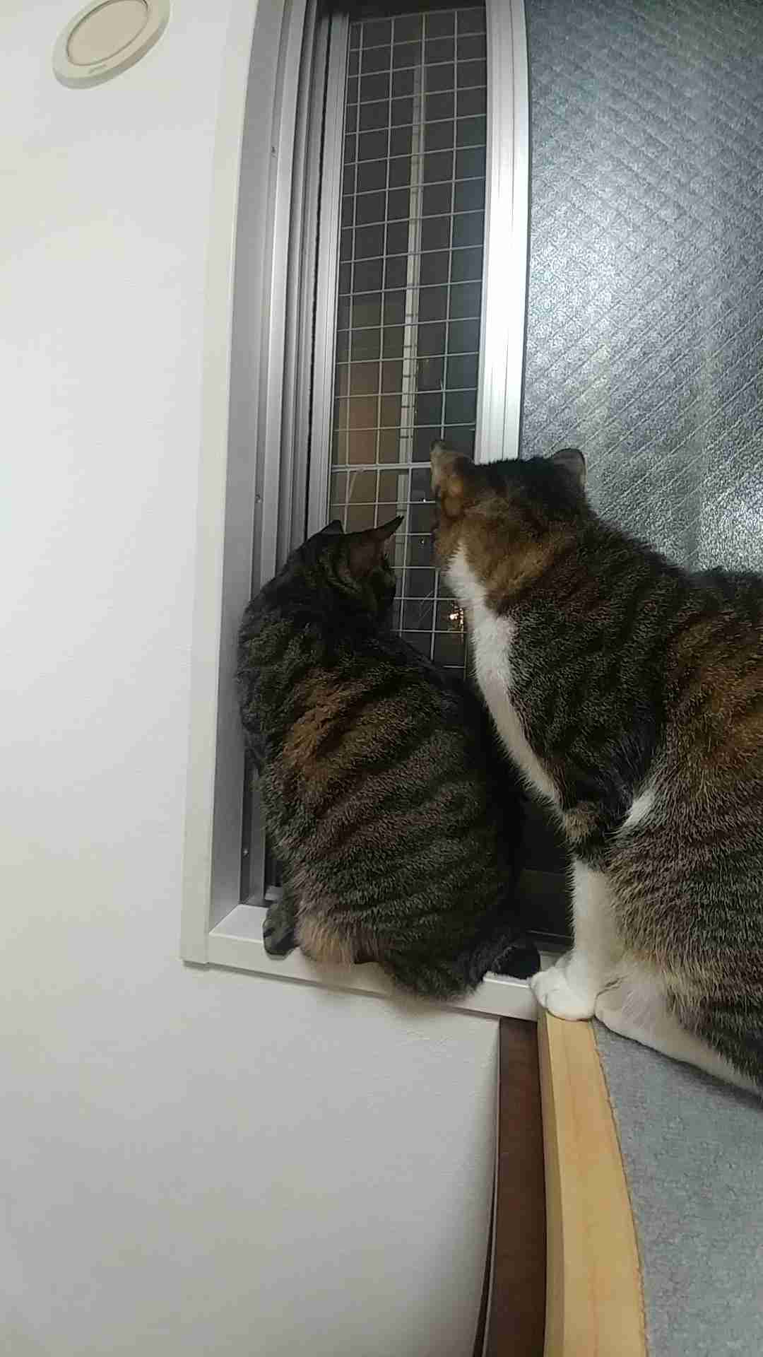 猫にありがちなこと
