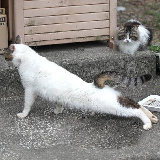 猫にありがちなこと