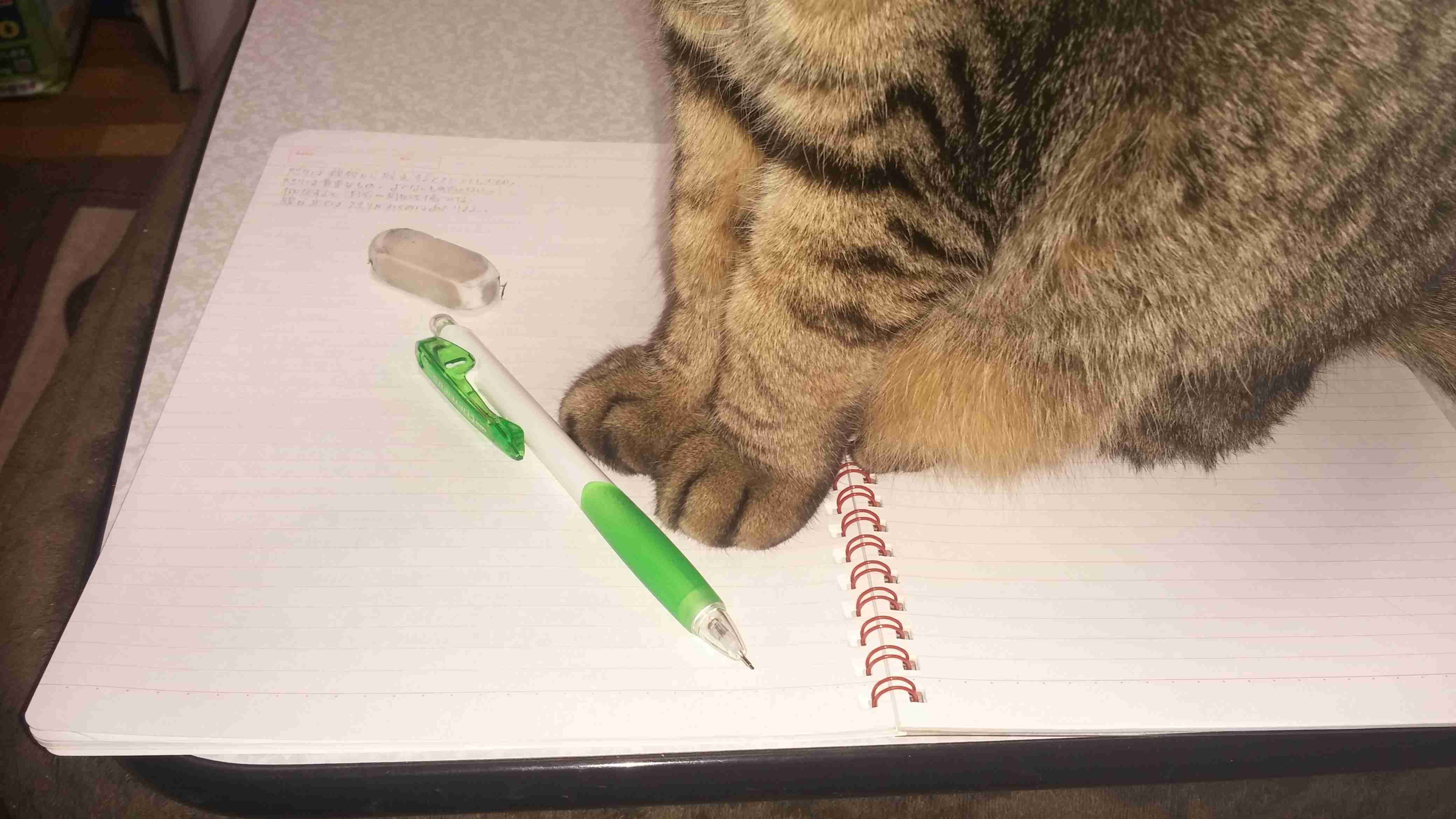 猫にありがちなこと