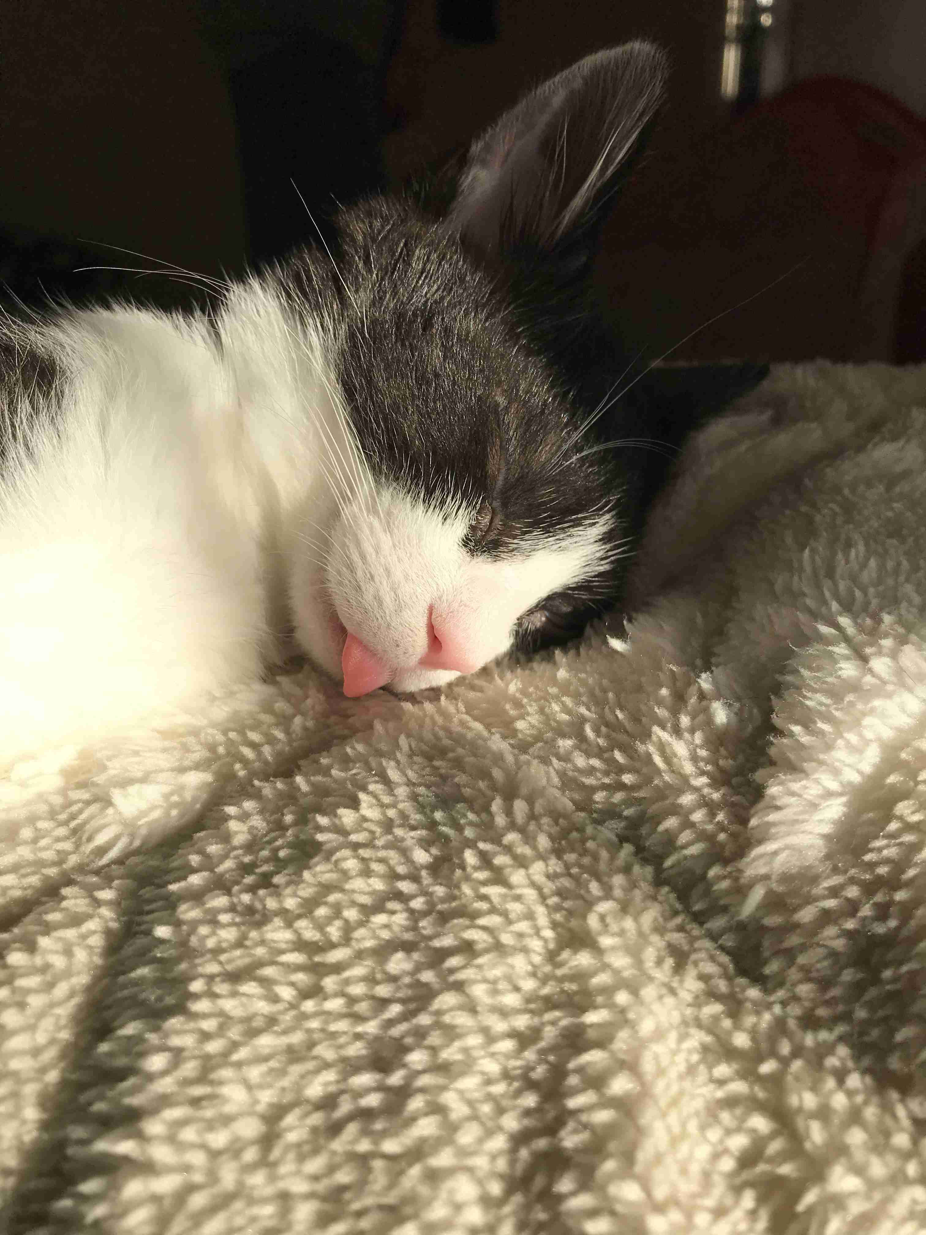 猫にありがちなこと