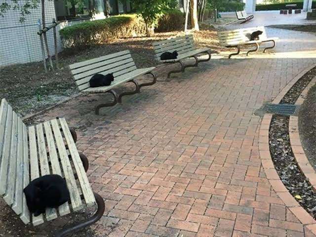 猫にありがちなこと