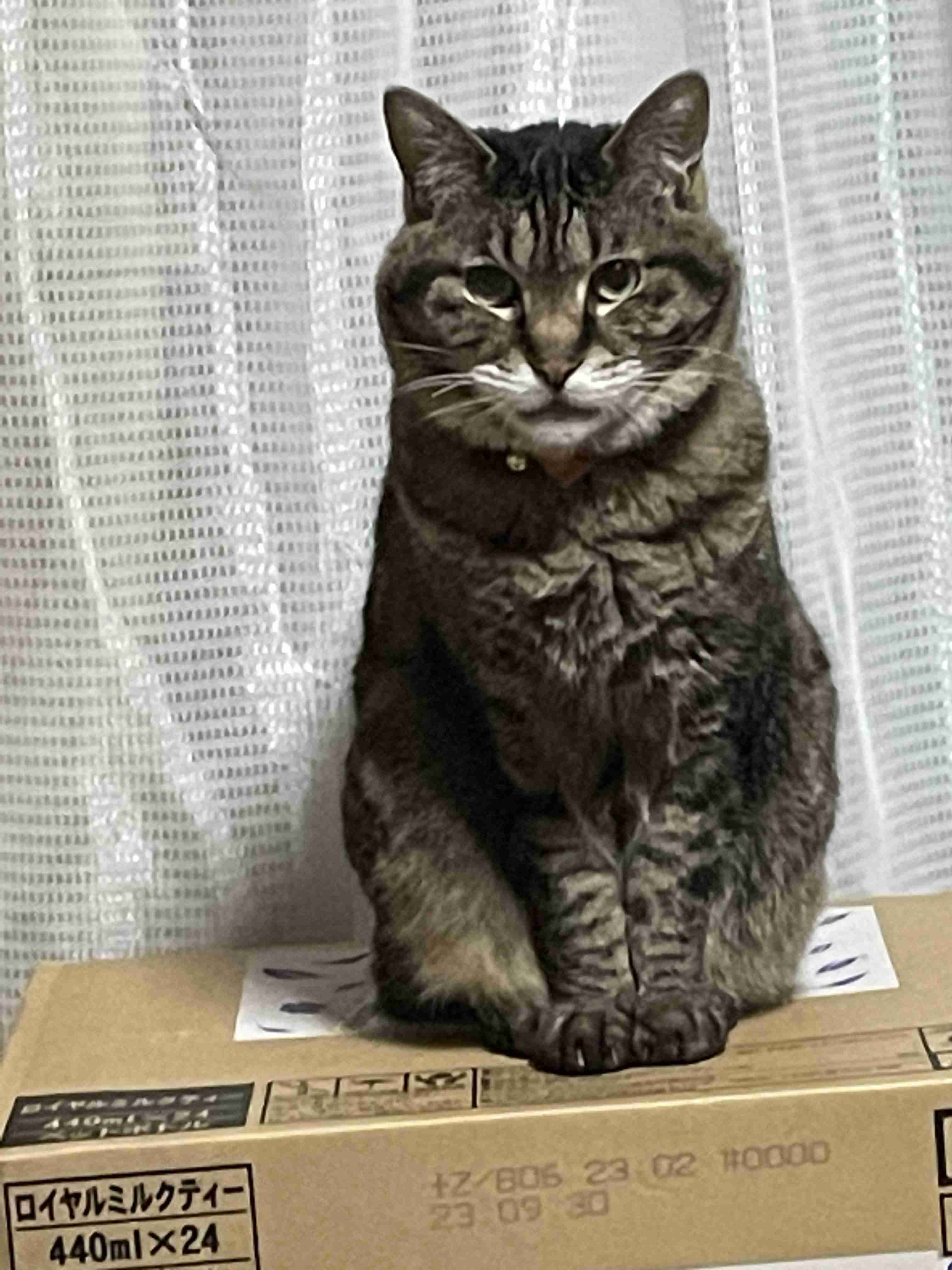 猫にありがちなこと