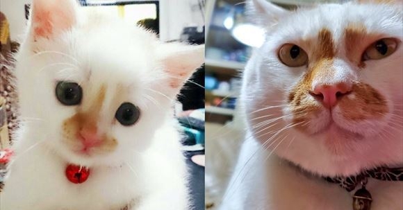 猫にありがちなこと