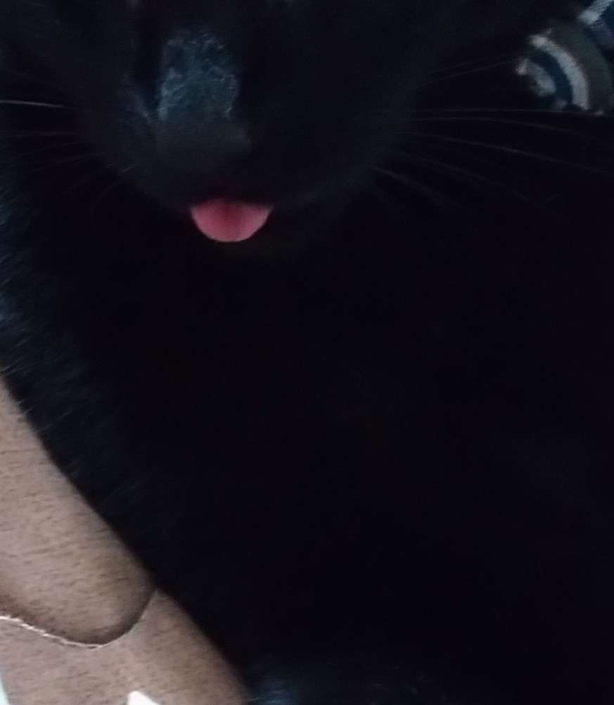 猫にありがちなこと