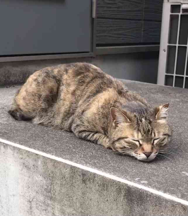 質問したらすごい早さで答えが返ってくるトピ Part4