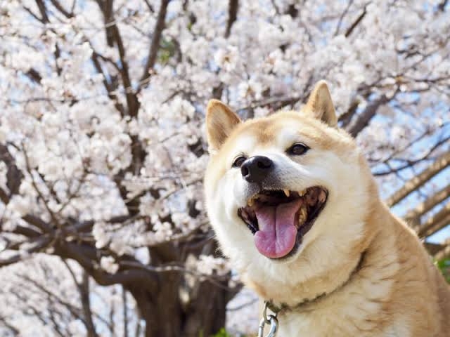 質問したらすごい早さで答えが返ってくるトピ Part4