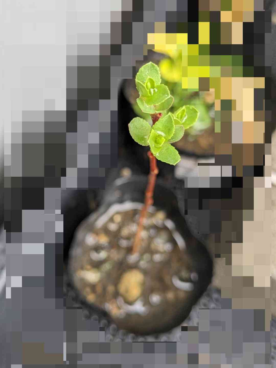 質問したらすごい早さで答えが返ってくるトピ Part4